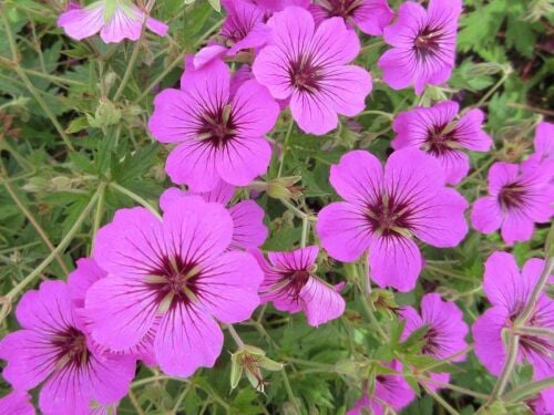 Geranium Patricia - 9cm pot