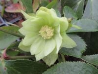 Helleborus x hybridus Double Ellen Green - 9cm pot