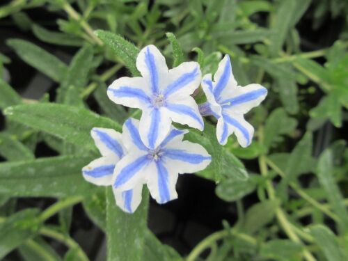 Lithodora diffusa Blue Star - 9cm pot