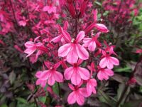 Lobelia x speciosa Starship Deep Rose - 9cm pot