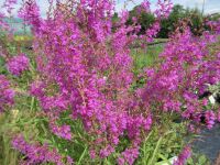 Lythrum salicaria Swirl - 2 litre pot