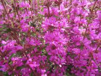 Lythrum virgatum Dropmore Purple - 9cm pot