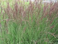 Molinia caerulea ssp. caerulea Edith Dudszus - 2 litre pot