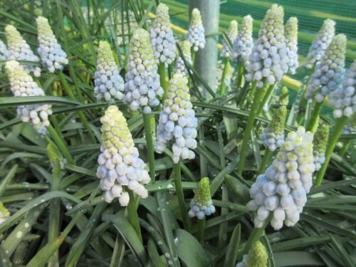 Muscari armerniacum Manon - 9cm pot