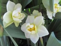 Narcissus Cheerfulness - 2 litre pot