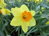 Narcissus Fortune - 2 litre pot