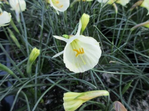 Narcissus White Petticoat (bulbocodium) - 9cm pot