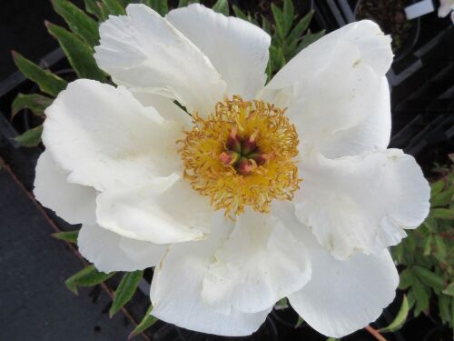 Paeonia lactiflora Krinkled White - 3 litre pot