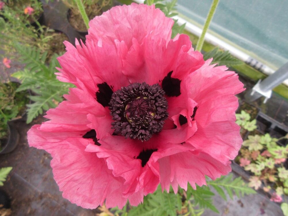 Papaver Pink Perfection - 9cm pot