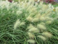 Pennisetum villosum - 2 litre pot