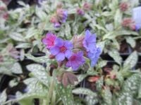 Pulmonaria Trevi Fountain - 9cm pot