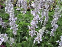 Salvia Mystic Spires Sky Blue - 2 litre pot