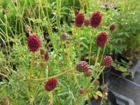 Sanguisorba officinalis Morning Select - 2 litre pot