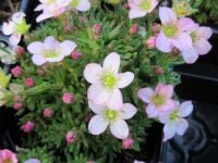 Saxifraga Ice Colours Appleblossom - 9cm pot