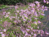 Thalictrum delavayi - 2 litre pot