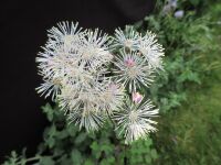 Thalictrum Nimbus White - 9cm pot