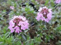 Thymus Jekka - 9cm pot