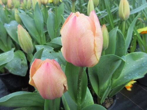 Tulipa Salmon Prince - 2 litre pot