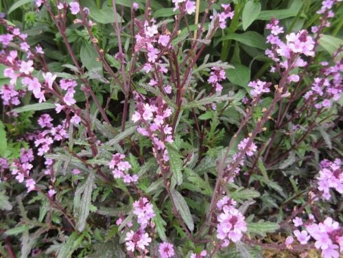 Verbena officinalis var. grandiflora Bampton - 2 litre pot