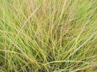 Anemanthele lessoniana (Stipa arundinacea) - 2 litre pot