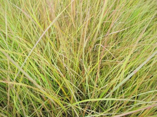 Anemanthele lessoniana (Stipa arundinacea) - 2 litre pot