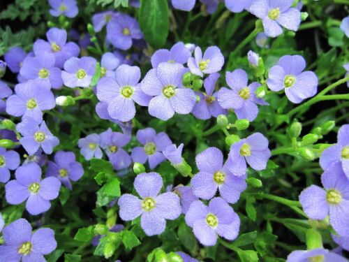 Aubrieta glabrescens - 9cm pot