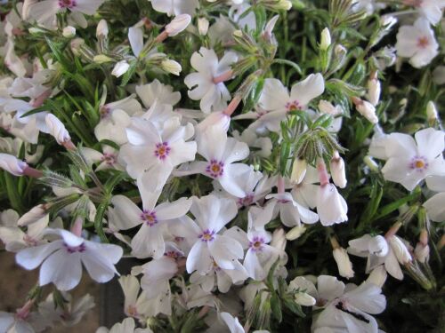 Phlox subulata Amazing Grace - 9cm pot