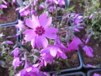 Phlox subulata Fabulous Rose Dark Eye - 9cm pot