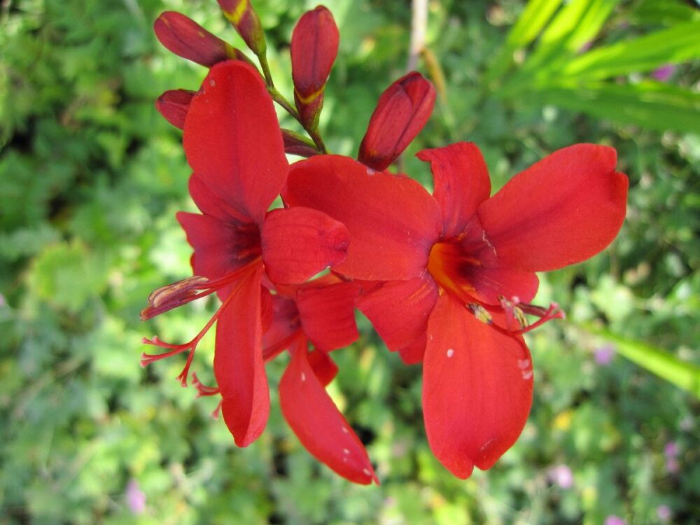 Crocosmia Hellfire - 9cm pot