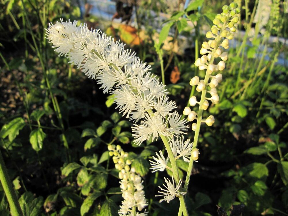 Actaea matsumurae White Pearl - 9cm pot