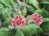Primula Elizabeth Killelay - 9cm pot