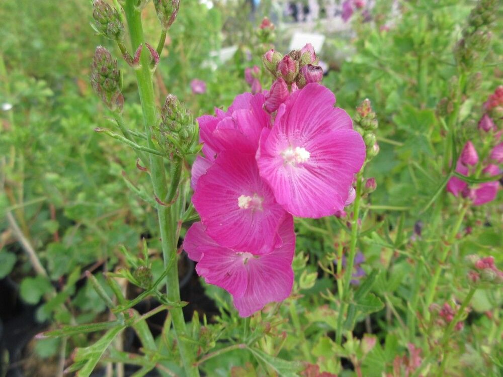 Sidalcea Party Girl - 2 litre pot