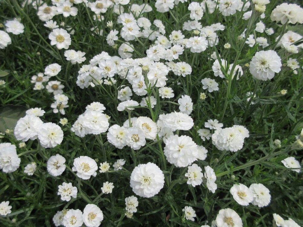 Achillea ptarmica The Pearl - 2 litre pot