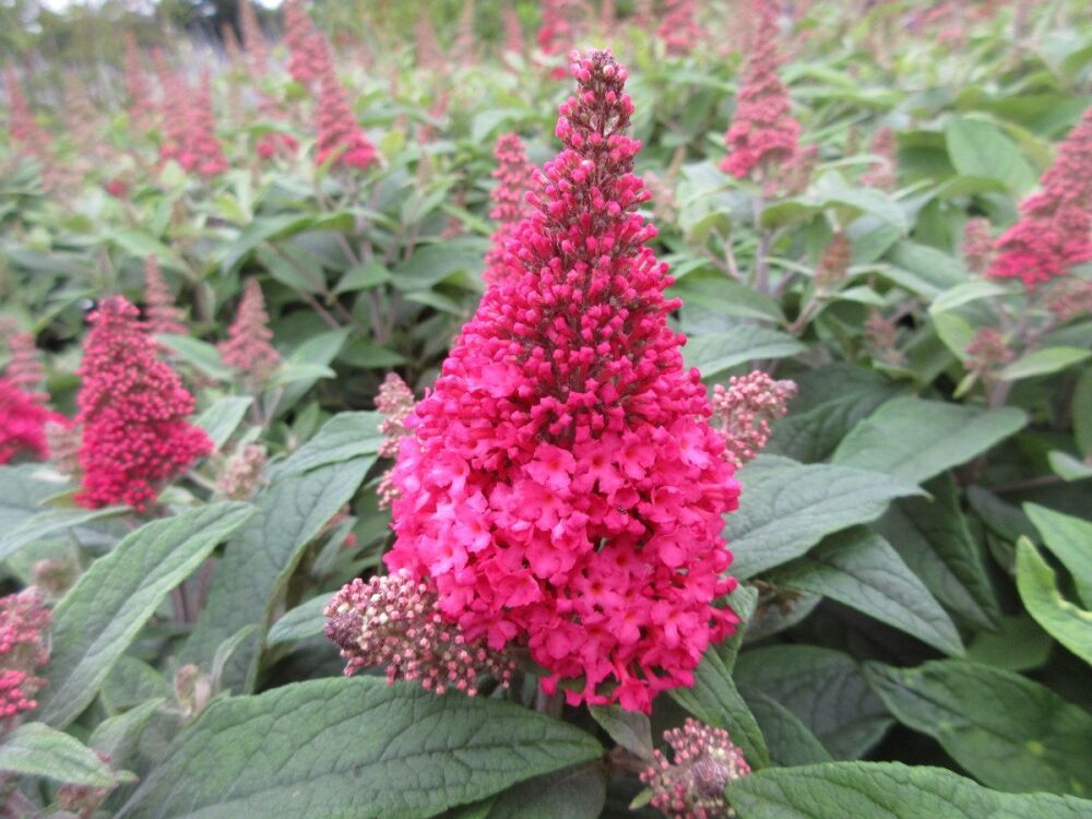 Buddleja Little Ruby (Butterfly Candy Series) - 3 litre pot