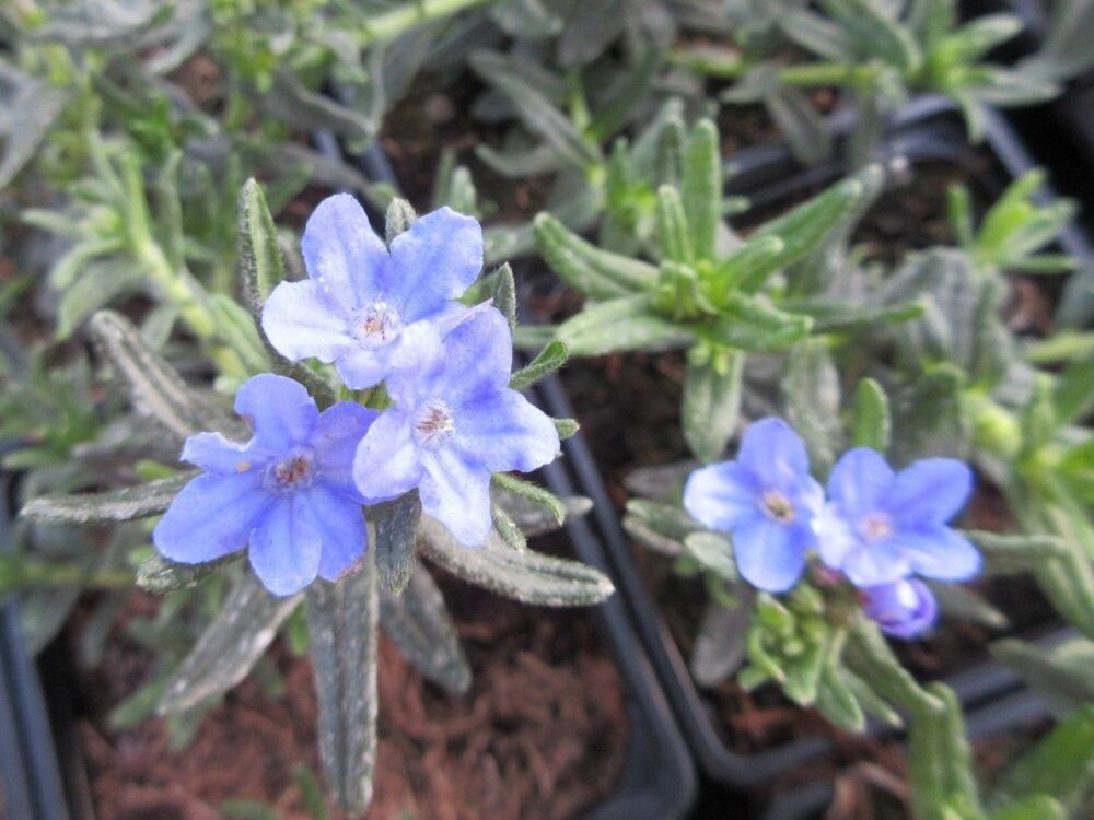 Lithodora diffusa Tidepool Sky Blue - 1 litre pot