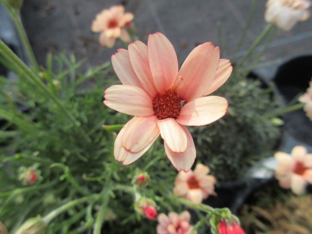 Rhodanthemum hosmariense Zagora Orange - 1 litre pot