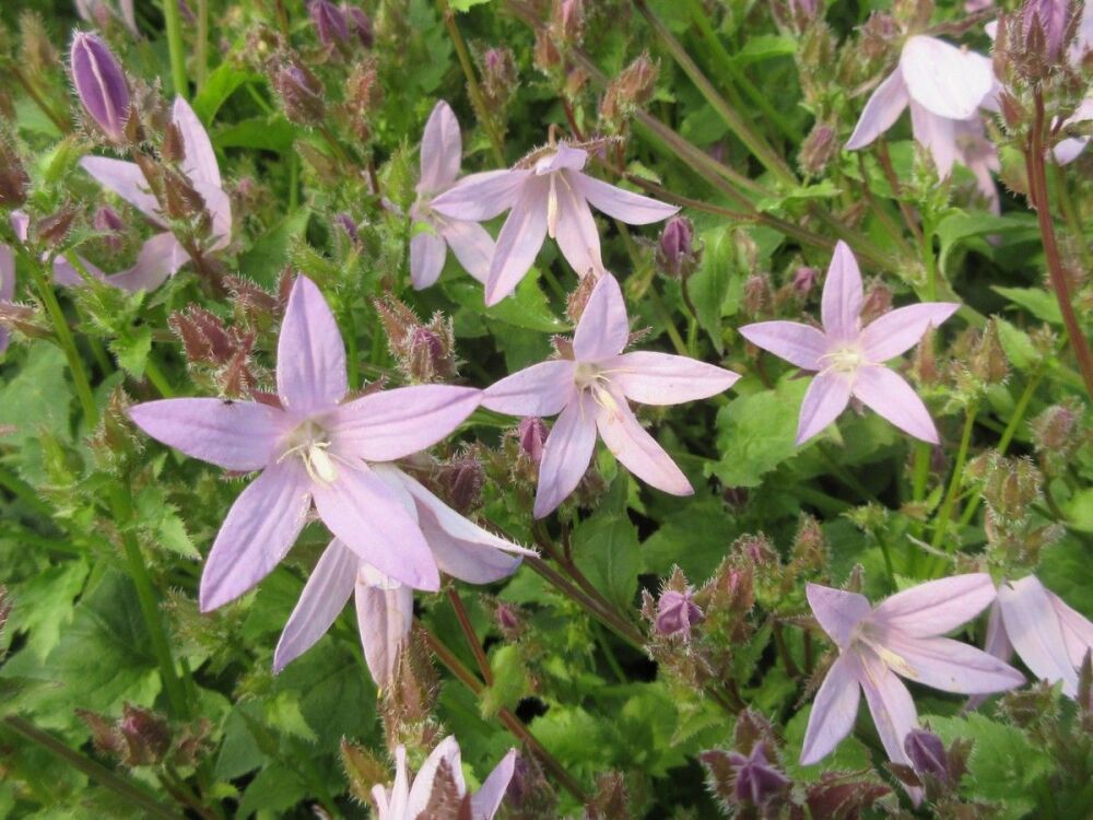 Campanula poscharskyana Lisduggan Variety - 9cm pot