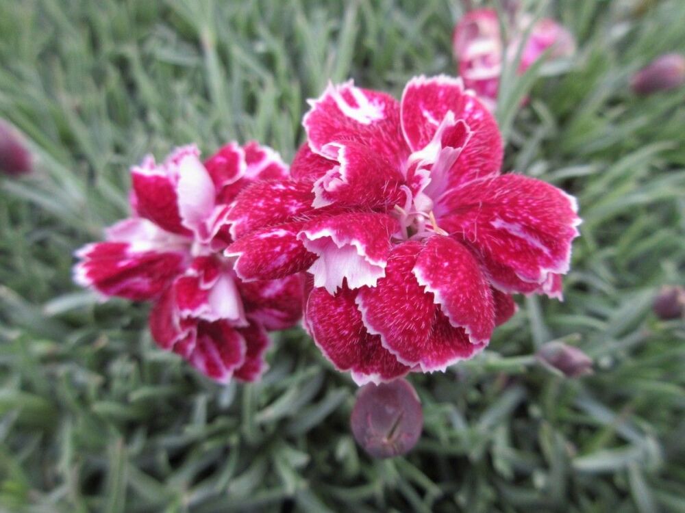 Dianthus Whatfield Gem - 9cm pot