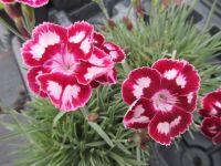 Dianthus Morello Star - 9cm pot