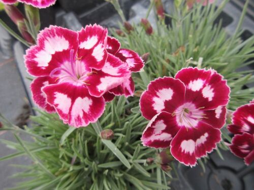Dianthus Morello Star - 9cm pot