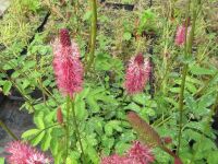 Sanguisorba menziesii Wake Up - 9cm pot