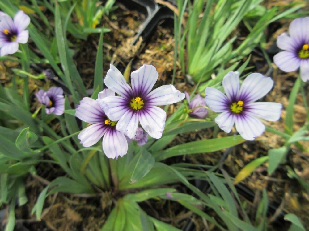 Sisyrinchium Dragon's Eye - 9cm pot