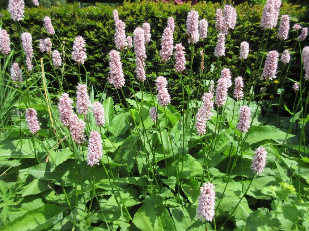 Persicaria bistorta Superba - 2 litre pot