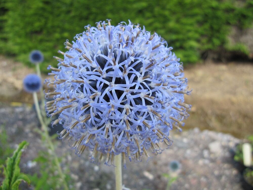 Echinops bannaticus Taplow Blue - 2 litre pot