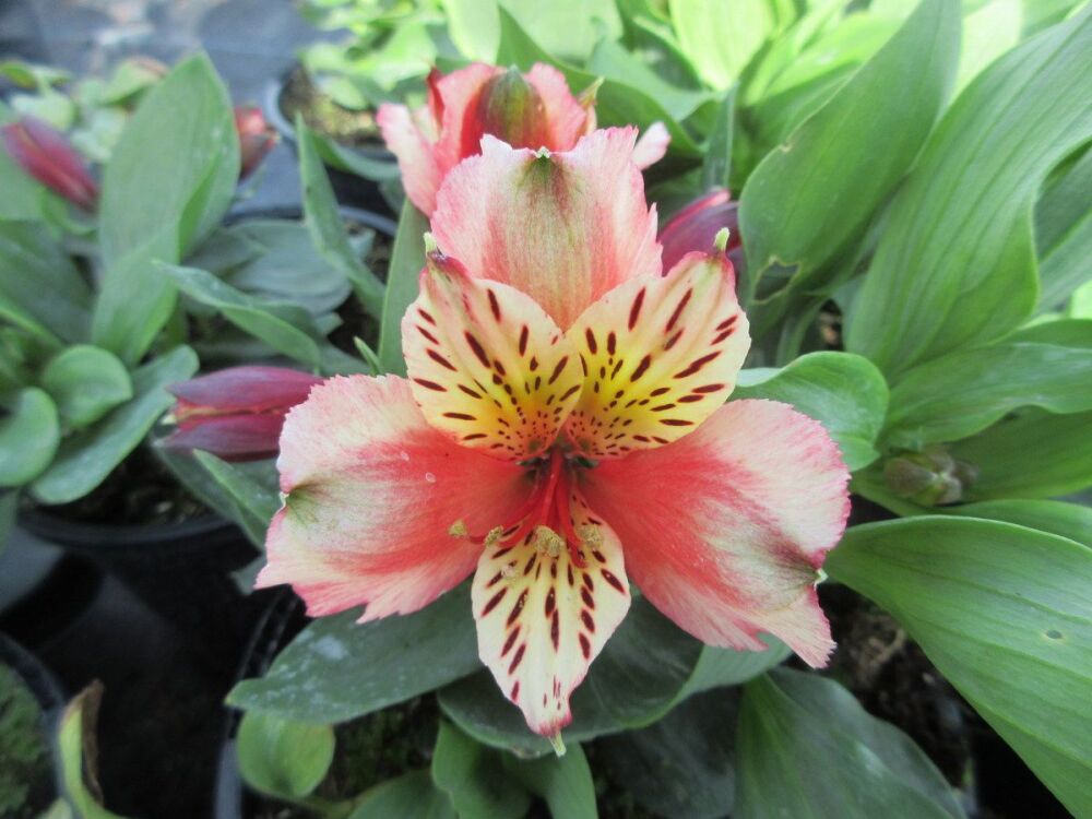 Alstroemeria Inca Husky - 2 litre pot