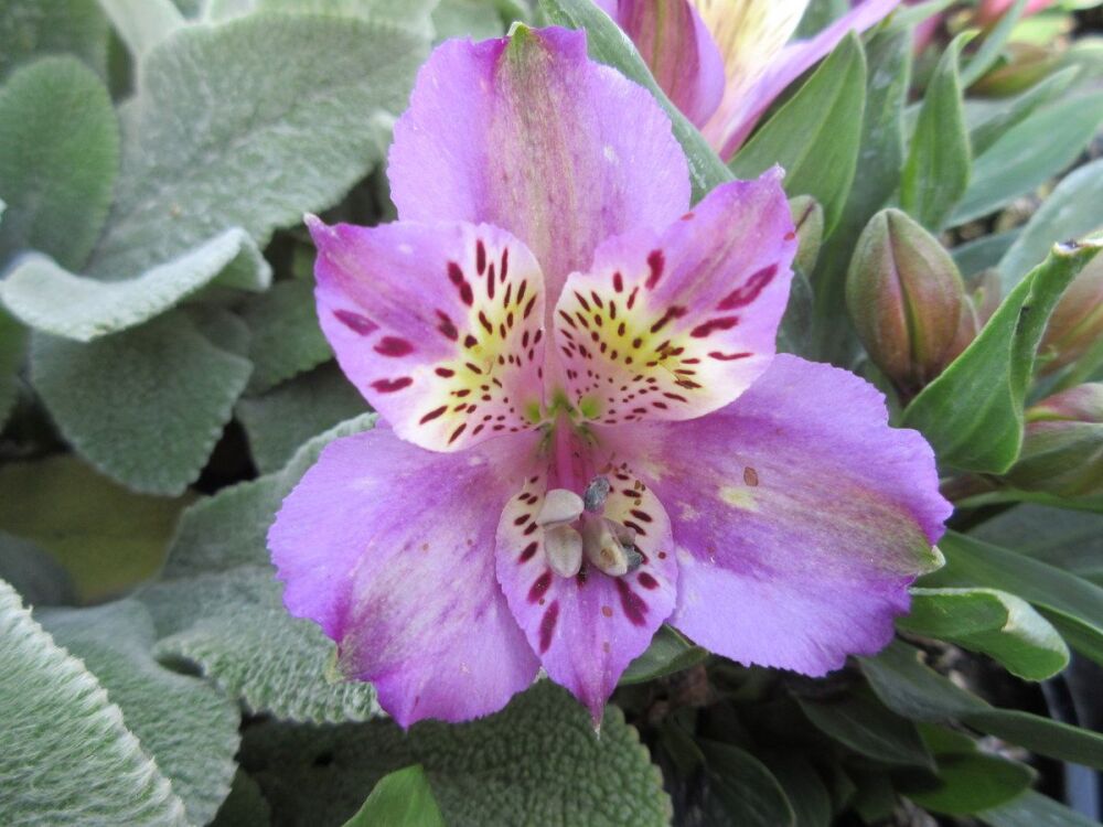 Alstroemeria Inca Ocean - 2 litre pot