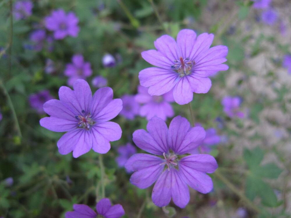 Geranium pyrenaicum Bill Wallis - 9cm pot