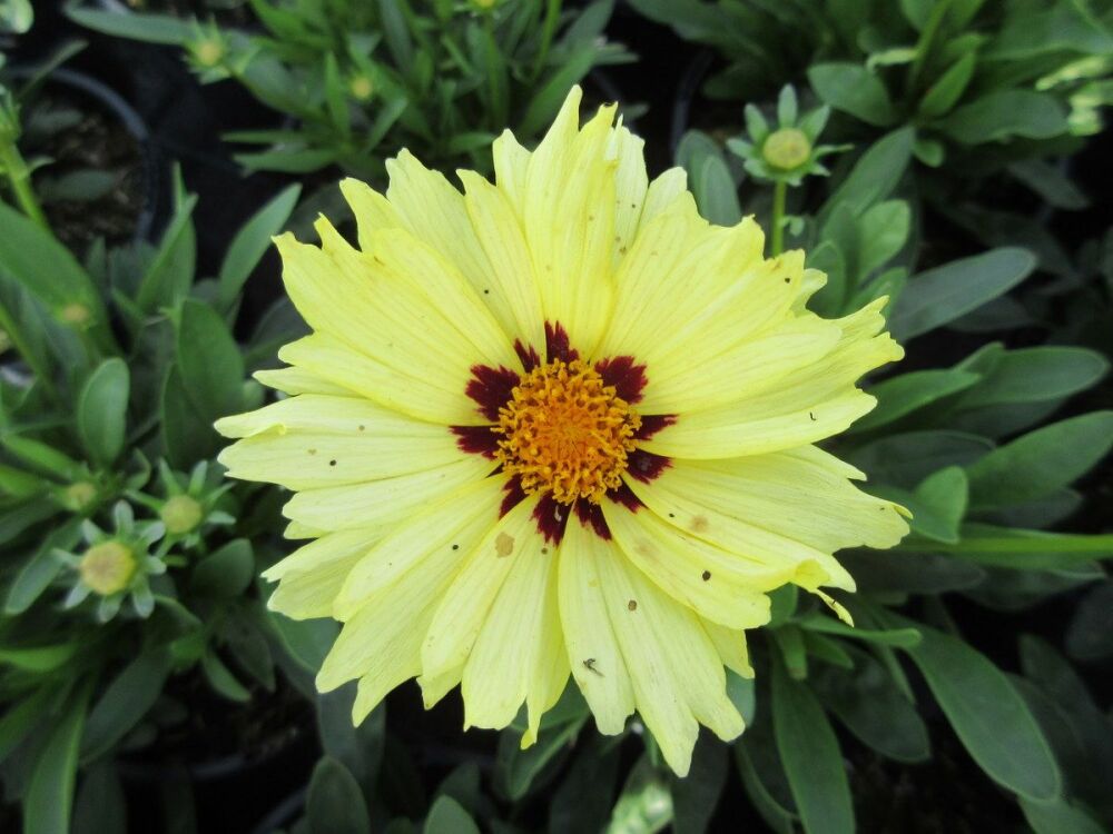 Coreopsis grandiflora Solar Moon - 2 litre pot