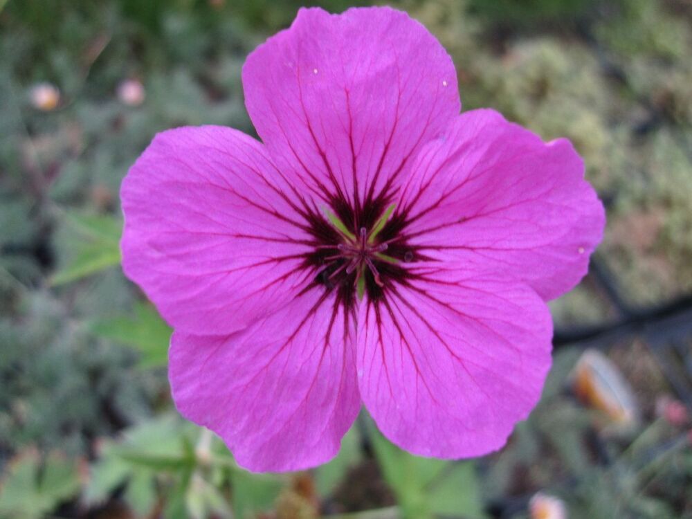 Geranium psilostemon - 9cm pot