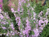 Lythrum virgatum Joy - 9cm pot